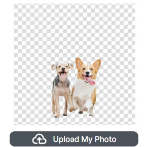 The same two dogs with the background removed, on a transparent checkerboard