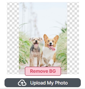 Uploaded photo of two dogs with the original background, before background removal